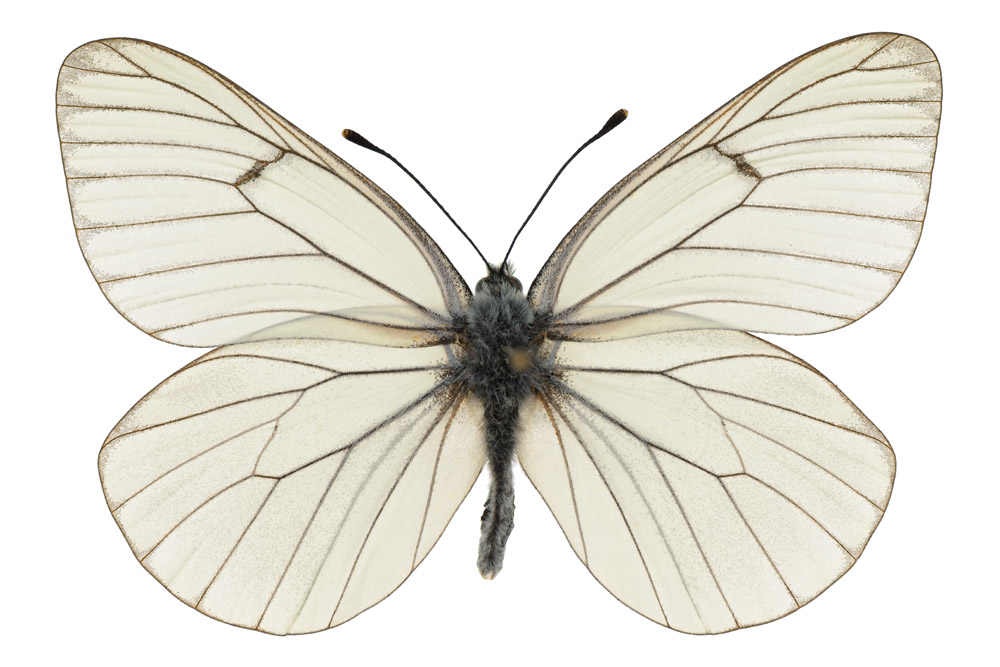 Familie der Weißlinge,  Fundort Wadrill, Flügelspannweite 55 Millimeter